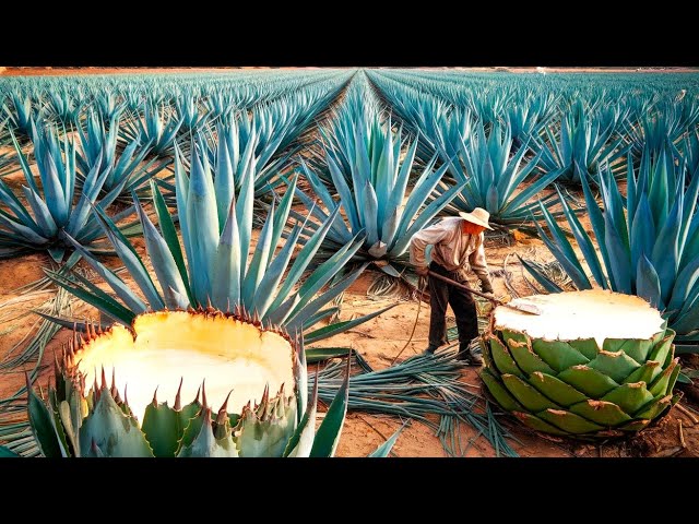 What is Tequila Made From? The Complete 2026 Guide to Blue Agave Production