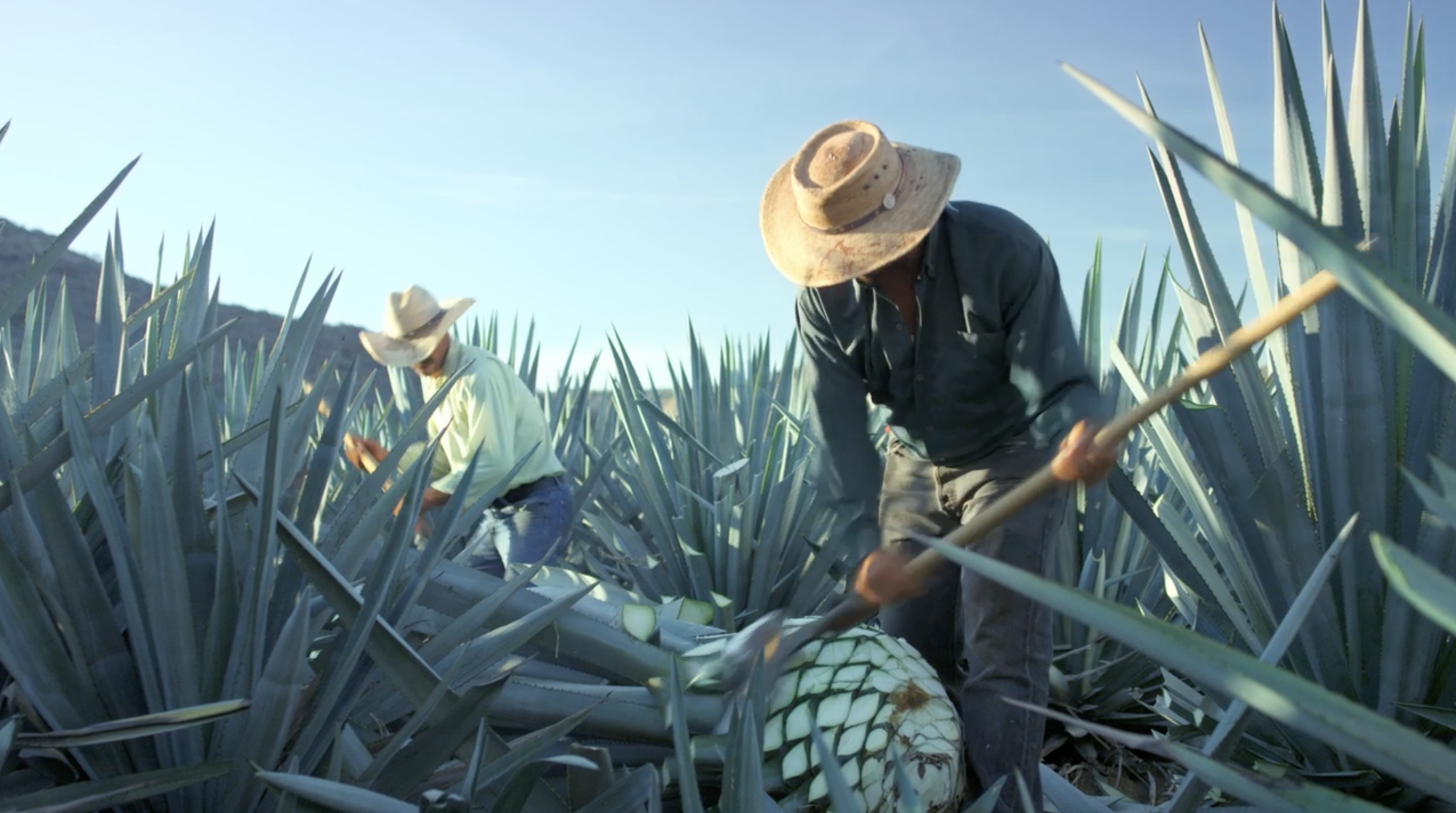 Sustainable Agave Farming: What Tequila is Made From and Why It Matters in 2026