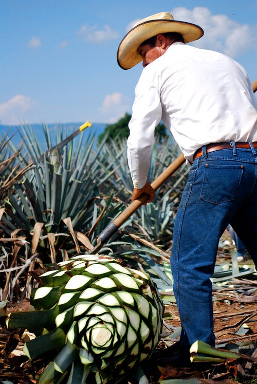 The Tequila Renaissance