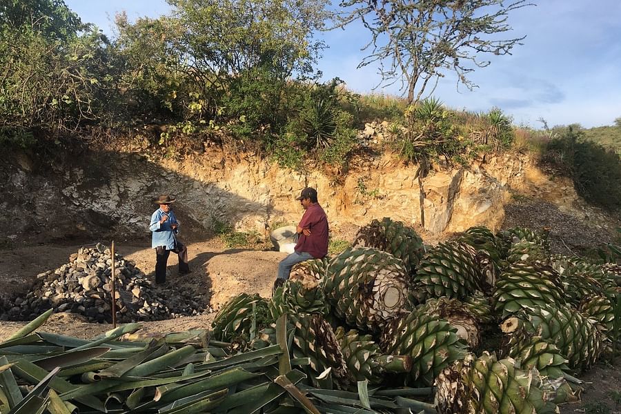 Agave Cooking Clay Oven