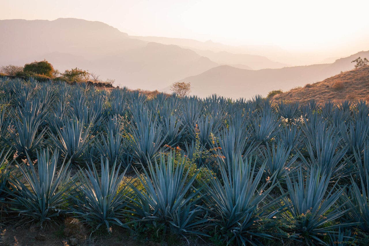 Blue Agave Fields