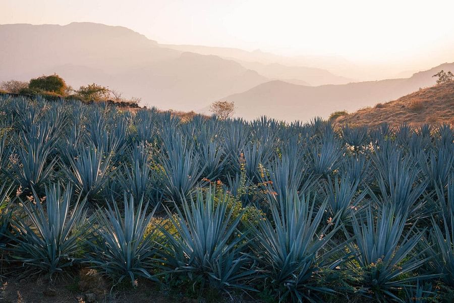 Blue Agave Fields
