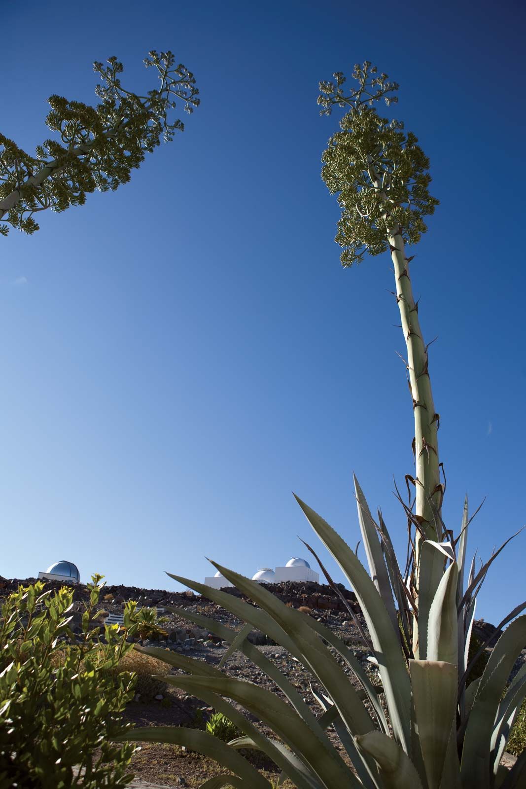 agave plant