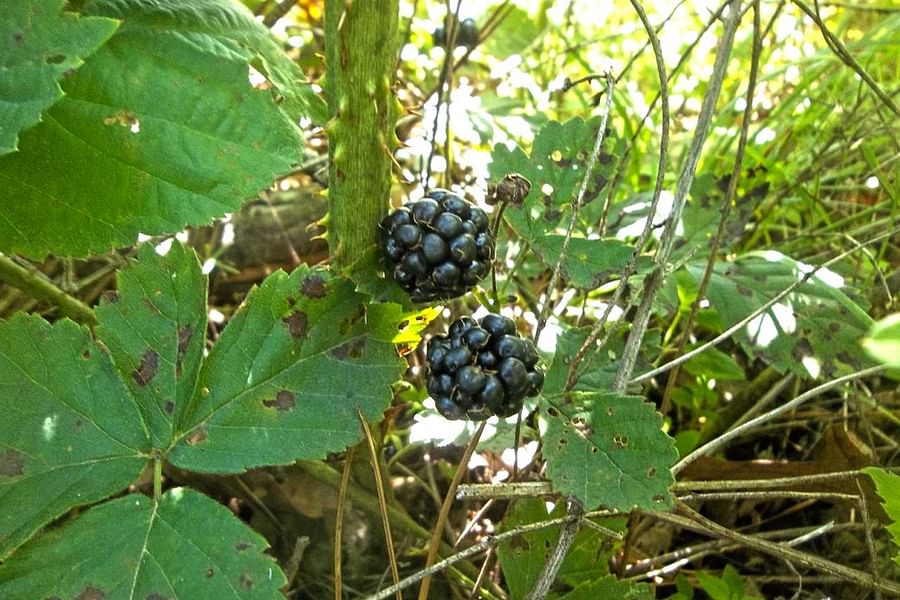 ripe blackberries