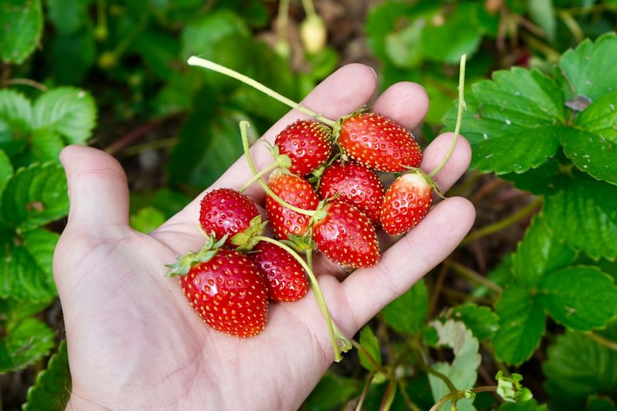 ripe strawberries