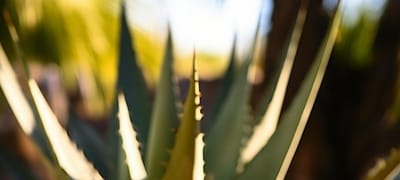 Tequila Tasting Guide