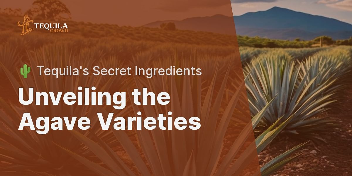 What Are The Different Types Of Agave Used In Tequila Production 607965b3 70f0 9e03 C936 C002f3330d27 ?w=1200&h=600&crop=1