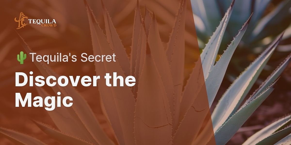 What is the primary ingredient in tequila?